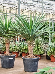 Easy-Care Dragon Tree Dracaena draco 'Compact' Tall Indoor House Plants Trees