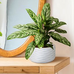 IDEALIST Lite Wave Style Table and Hanging Cylinder Round Plant Pot Dual Use Indoor Planter