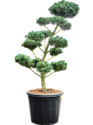 Pinus parviflora