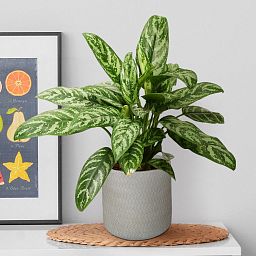 IDEALIST Lite Plaited Style Table and Hanging Cylinder Round Plant Pot Dual Use Indoor Planter