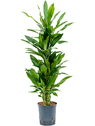 Vibrant Corn Plant Dracaena fragrans 'Burundii' Tall Indoor House Plants Trees