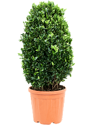 Showy Spindletree Euonymus japonicus 'Compactus' Outdoor Plants