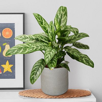 IDEALIST Lite Plaited Style Table and Hanging Cylinder Round Plant Pot Dual Use Indoor Planter