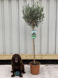 Olive Tree | Olea europea