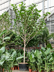 Lush Sea Grape Coccoloba uvifera Tall Indoor House Plants Trees