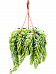 Cute Burro’s Tail Sedum morganianum 'Burrito' Indoor House Plants