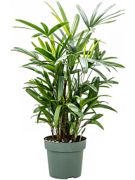 Tropical Lady Palm Rhapis excelsa Indoor House Plants