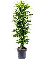 Insta-friendly Corn Plant Dracaena fragrans 'Golden Coast' Tall Indoor House Plants Trees