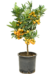 Cheerful Citrus (Citrofortunella) calamondin Tall Indoor House Plants Trees