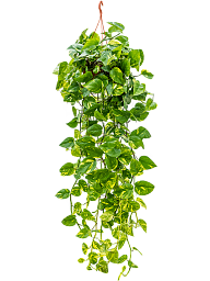 Shade-loving Pothos Scindapsus (Epipremnum) 'Aureum' Indoor House Plants
