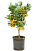 Cheerful Citrus (Citrofortunella) calamondin Tall Indoor House Plants Trees