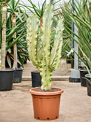 Fancy Cowboy Cactus Euphorbia ingens marmorata Indoor House Plants