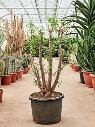 Lush Ocotillo Fouquieria splendens Indoor House Plants