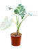 Showy Elephant Ear Alocasia macrorrhizos variegata Indoor House Plants