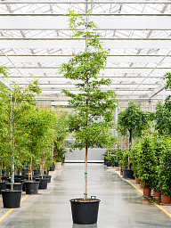 Tropical Black Olive Tree Bucida buceras 'Shady Lady' (800-900)