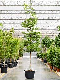 Tropical Black Olive Tree Bucida buceras 'Shady Lady' (800-900)