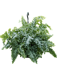 Easy-Care Blue Star Fern Phlebodium aureum 'Davana' Indoor House Plants
