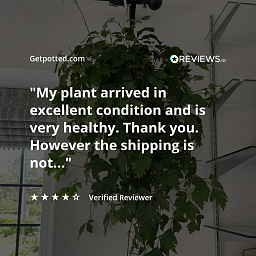 Graceful Grape Ivy Cissus rhombifolia 'Ellen Danica' Indoor House Plants