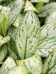 Delicate Chinese Evergreen Aglaonema 'Christina' Indoor House Plants