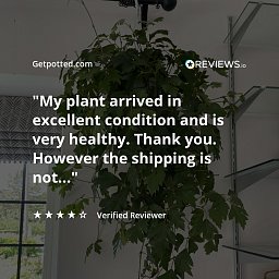 Graceful Grape Ivy Cissus rhombifolia 'Ellen Danica' Indoor House Plants
