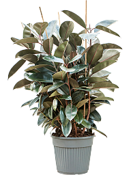 Lush Rubber Plant Ficus elastica 'Abidjan' Indoor House Plants