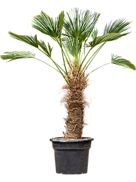 Windmill Palm Tree Trachycarpus wagnerianus