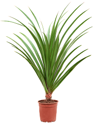 Screw Pine Pandanus utilis