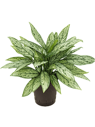 Lush Chinese Evergreen Aglaonema 'Silver Queen' Indoor House Plants