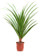 Screw Pine Pandanus utilis