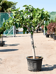 Lush Red-stem Fig Ficus carica