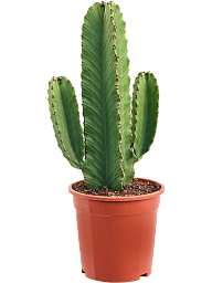 Photogenic Cowboy Cactus Euphorbia ingens (110-150) Indoor House Plants