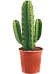Photogenic Cowboy Cactus Euphorbia ingens Indoor House Plants