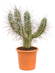 Photogenic Toothpick Cactus Stetsonia coryne Indoor House Plants