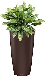 Aglaonema Stripes in LECHUZA RONDO Self-watering Planter, Total Height 80 cm