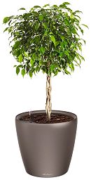 Ficus Benjamina Exotica in LECHUZA CLASSICO LS Self-watering Planter, Total Height 70 cm