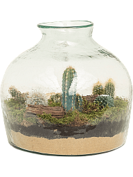 Trendy Arrangement cacti Indoor House Plants