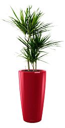 Dracaena Marginata in LECHUZA RONDO Self-watering Planter, Total Height 140 cm