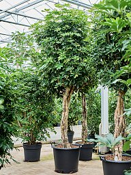 Delicate Umbrella Tree Schefflera arboricola 'Gold Capella' Indoor House Plants