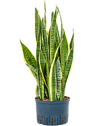 Elegant Snake Plant Sansevieria trifasciata 'Laurentii' Indoor House Plants