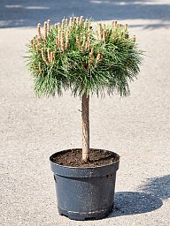 Pinus 'Marie Bregeon'