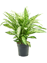 Lush Dumb Cane Dieffenbachia 'Vesuvius' Indoor House Plants