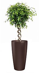 Ficus Benjamina Exotica with Double Spiral Stem in LECHUZA RONDO Self-watering Planter, Total Height