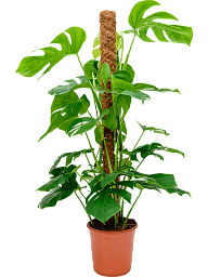 Shade-loving Swiss Cheese Plant Monstera deliciosa Indoor House Plants