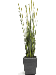 Grass Foxtail