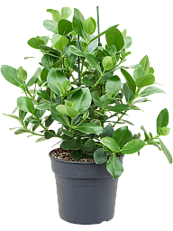 Graceful Autograph Tree Clusia rosea 'Princess' Indoor House Plants