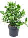 Graceful Autograph Tree Clusia rosea 'Princess' Indoor House Plants