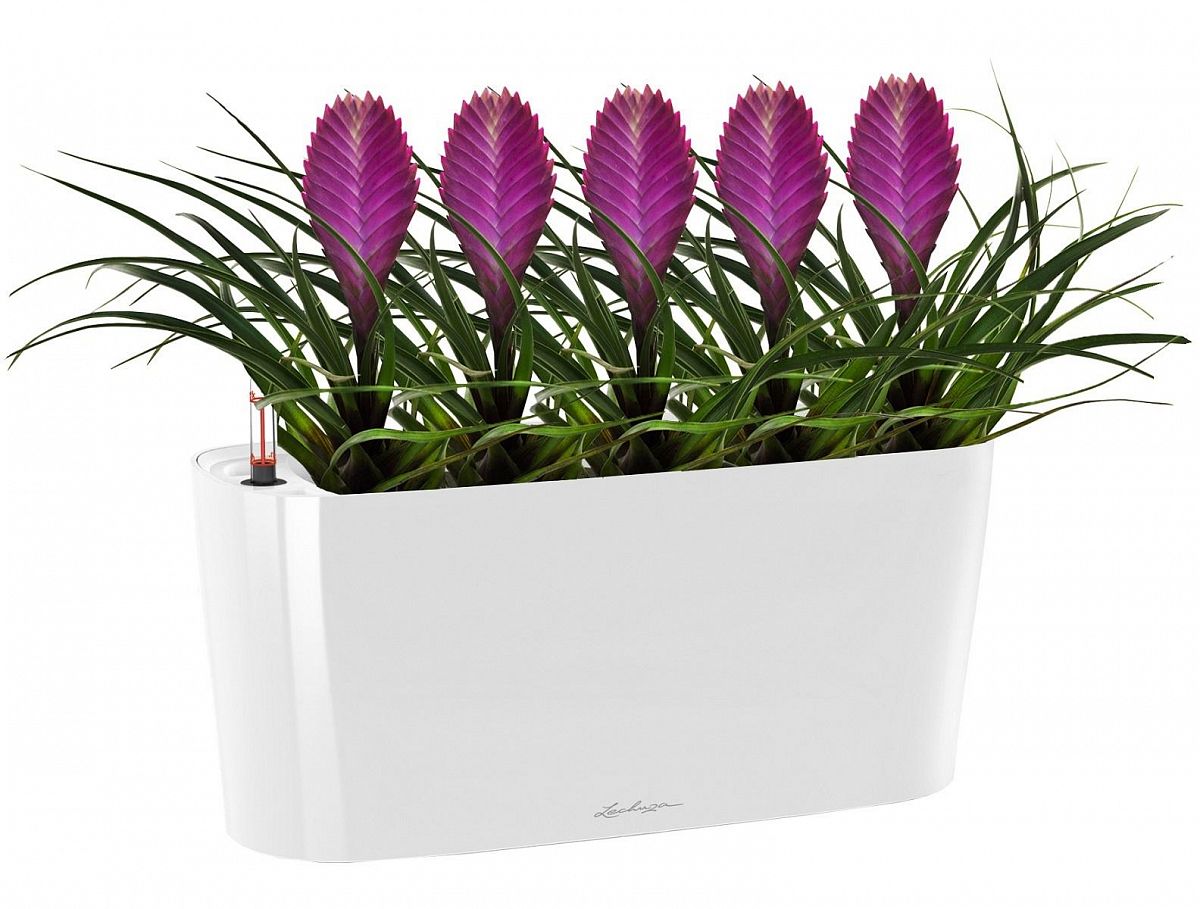 Blooming Tillandsia in LECHUZA DELTA Self-watering Planter, Total Height 40 cm