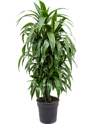 Impressive Corn Plant Dracaena fragrans 'Janet Craig' Tall Indoor House Plants Trees