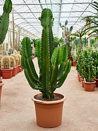 Photogenic Cowboy Cactus Euphorbia ingens (110-150) Indoor House Plants