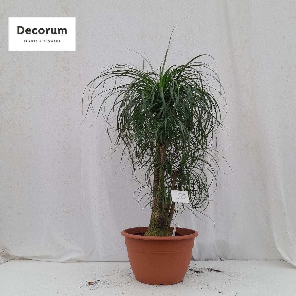 Beaucarnea